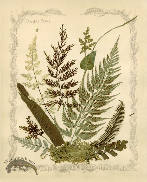 Jamaican Fern 03