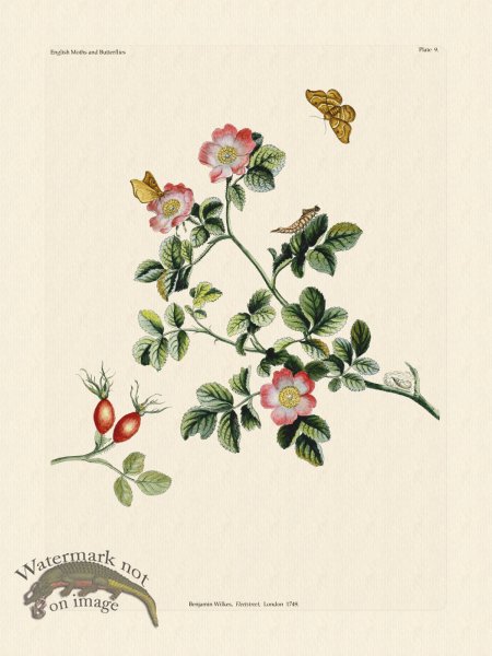 (image for) Wilkes Butterflies 009