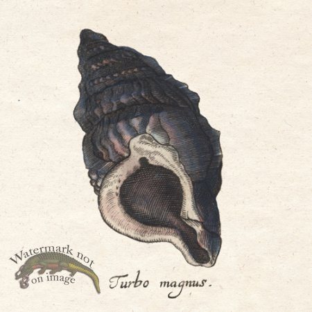 (image for) Merian Shell 7