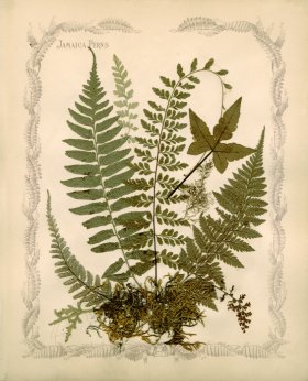 Jamaican Fern 10