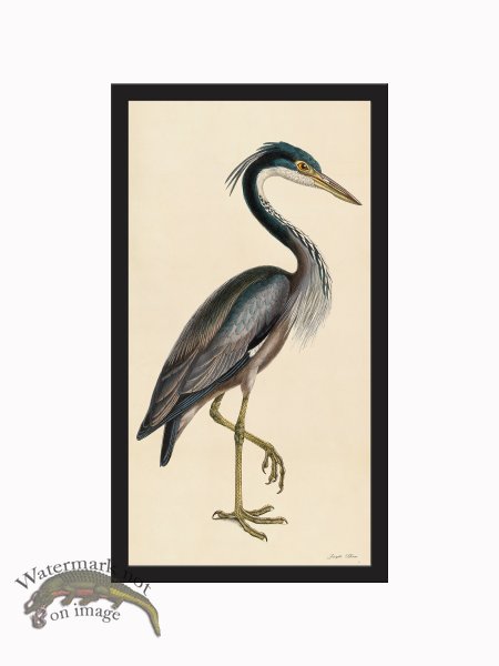 (image for) Rudbeck CFA_BF 37 Purple Heron