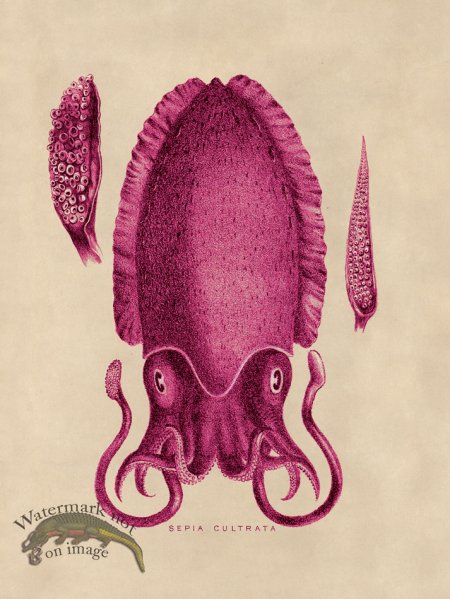 (image for) Octopus Pink 11