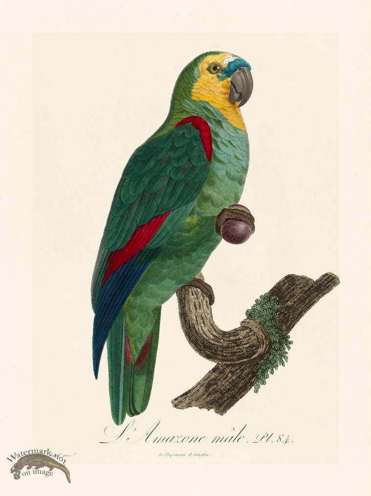 (image for) Barraband Parrot 084 - Click Image to Close