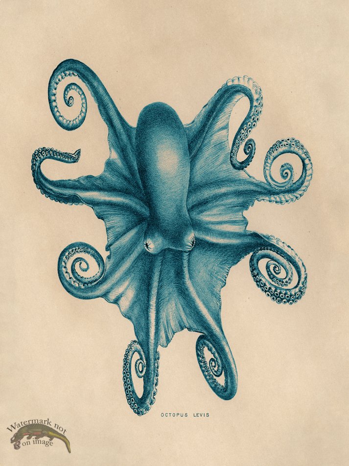 (image for) Octopus Teal 03