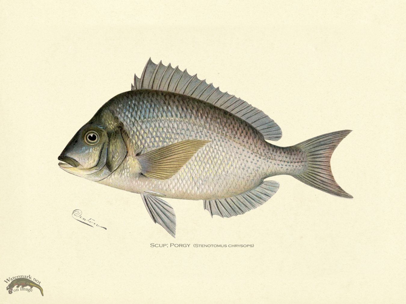 Scup or Porgy