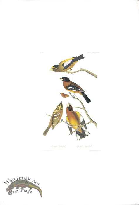 Evening Grosbeak