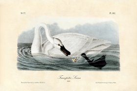 Trumpeter Swan