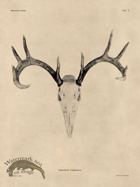 (image for) Tan Bones 09 White Tail