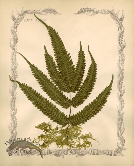 (image for) Jamaican Fern 09