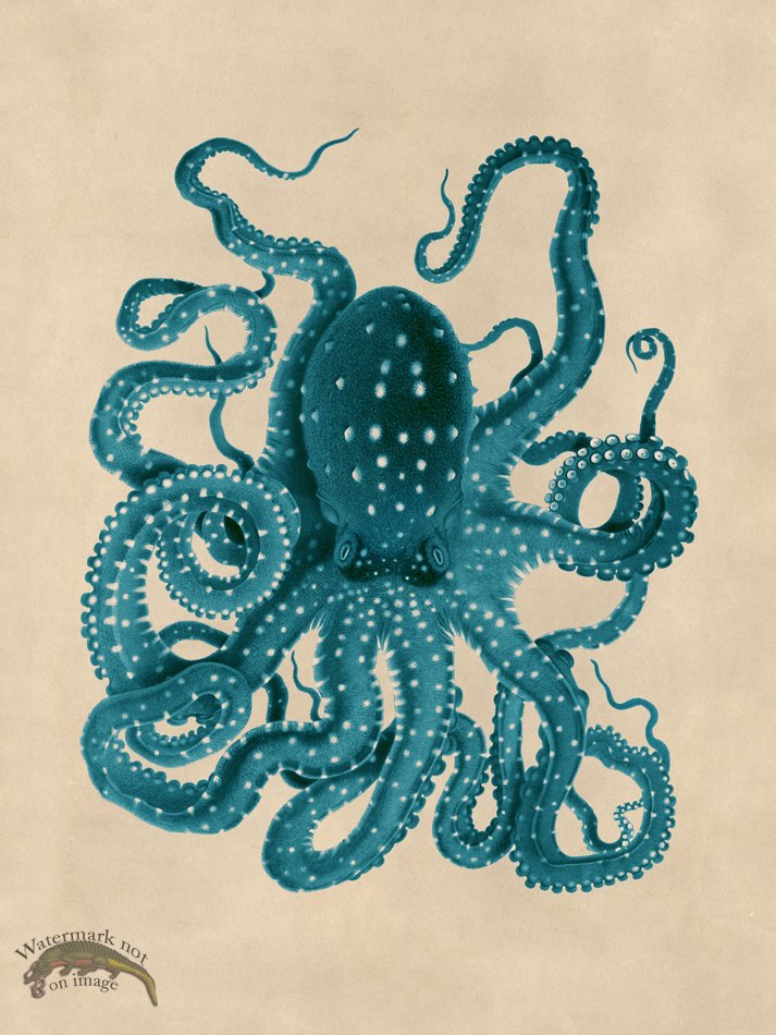 (image for) Octopus Teal 26