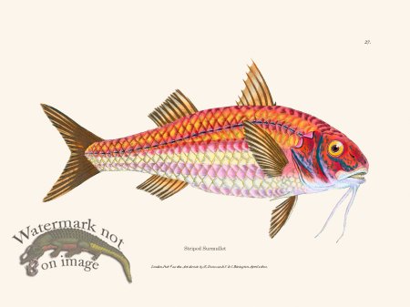 (image for) 027 Striped Surmullet