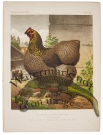 Partridge Cochin Hen