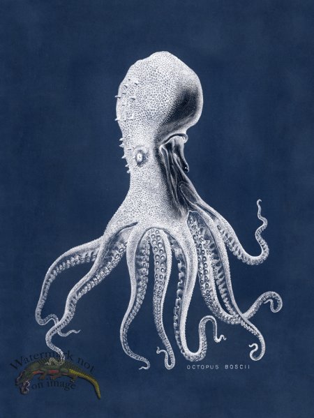 (image for) Octopus Blue 16