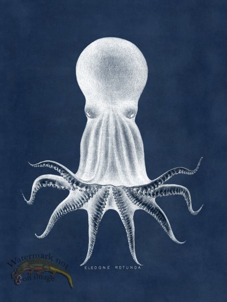 (image for) Octopus Blue 08