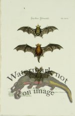 SSM 04 Trois petites Chauve-Souris (Three Small Bats)