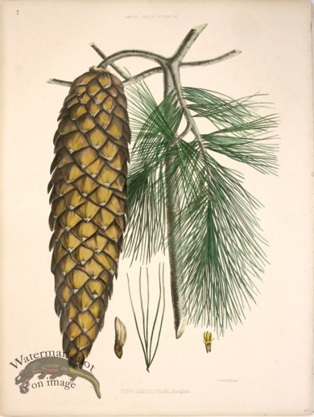 (image for) Lawson Pine Cone 03