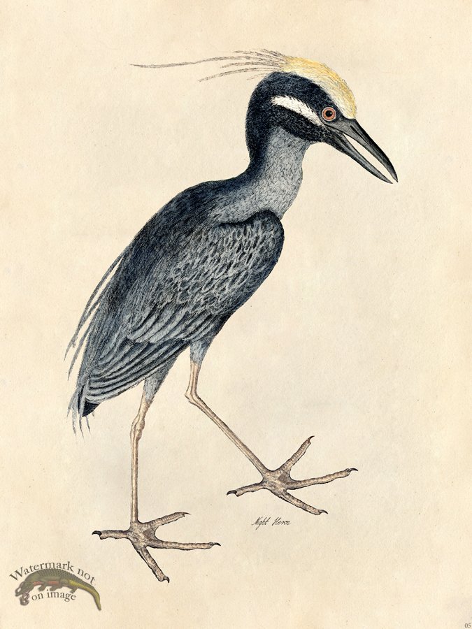 (image for) Night Heron - Tribute Bd 05