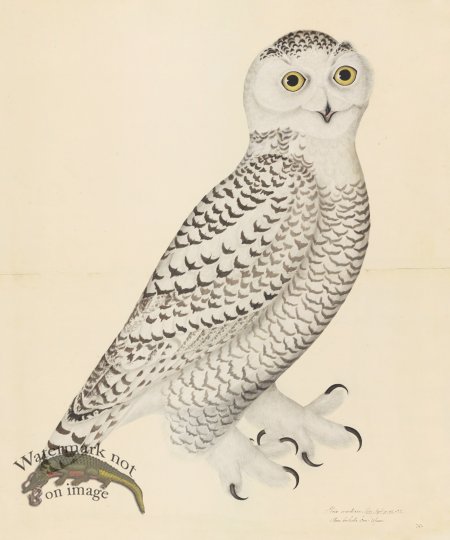 (image for) SNOWY OWL, JUVENILE, MALE . PL 30