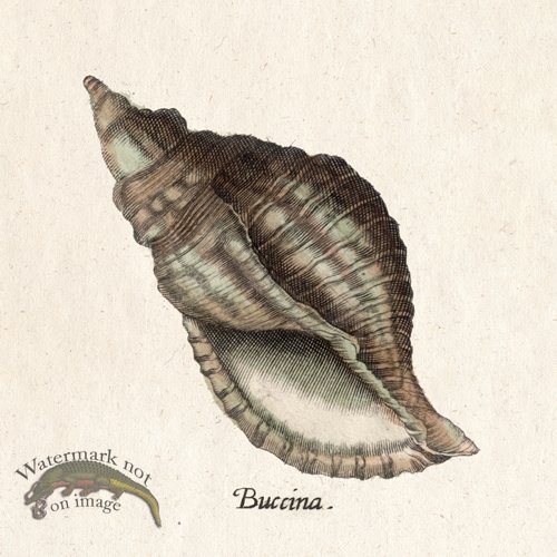 Merian Shell 14