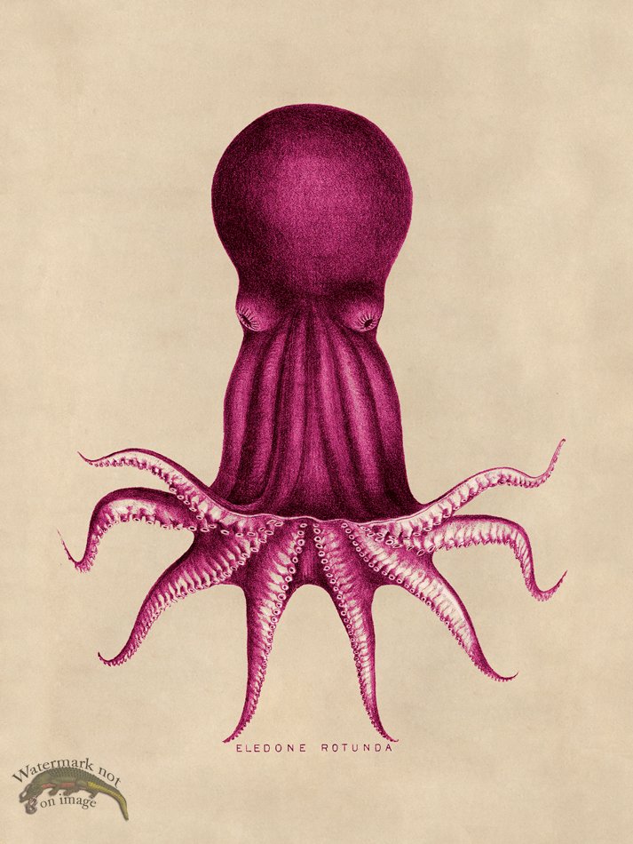 (image for) Octopus Pink 08