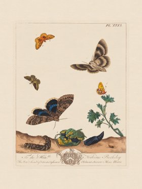 Moses Harris Insects 31