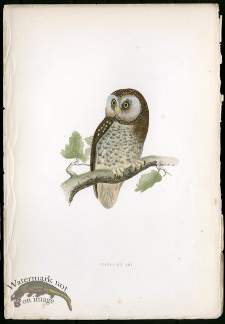 (image for) Tengmalm\'s Owl