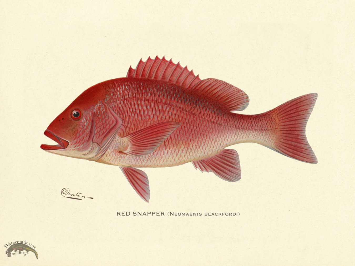 (image for) Red Snapper