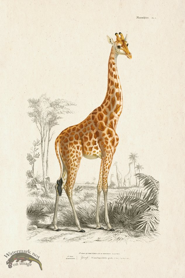 FNH 01 Giraffe