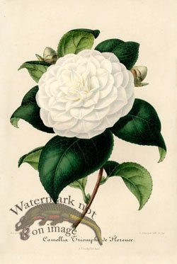 (image for) Camellias