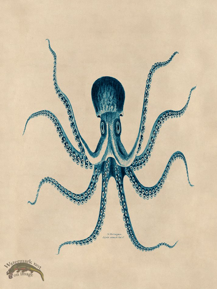 (image for) Octopus Teal 24