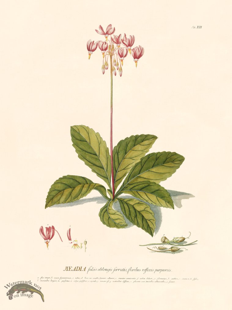 (image for) Trew Botanical 12