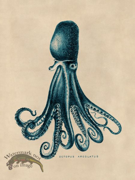 (image for) Octopus Teal 14