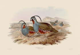 15 Plumed partridge