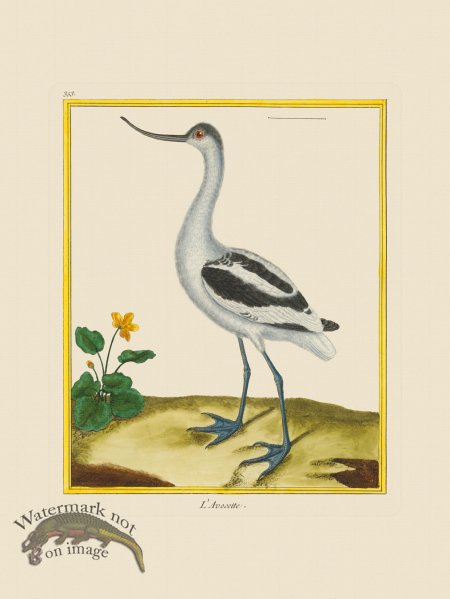 (image for) Martinet Bird 353