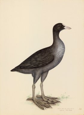 EURASIAN COOT . PL 24