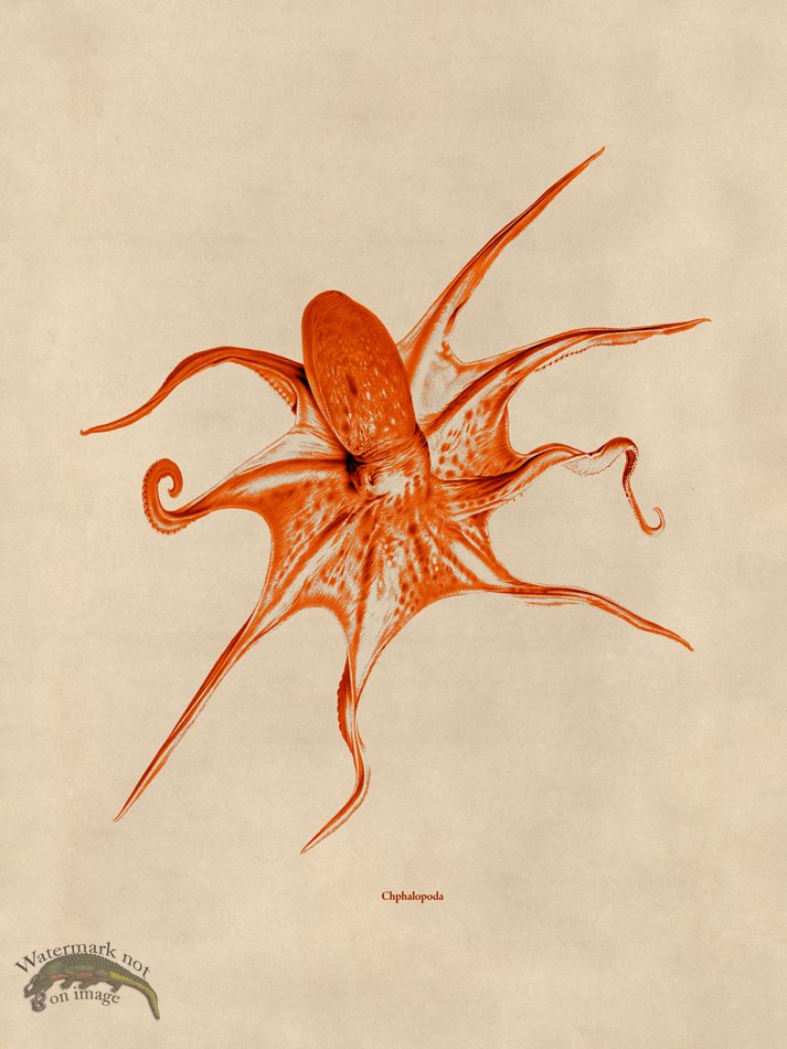 (image for) Octopus Orange 25