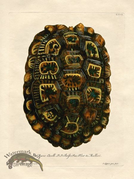 (image for) Trew Turtle Shell 18