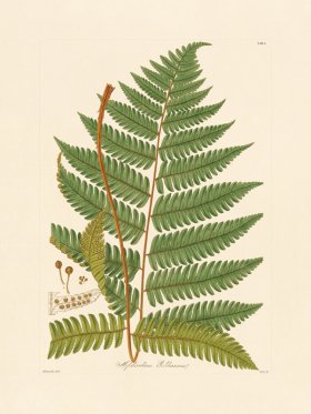 Hooker Fern 01