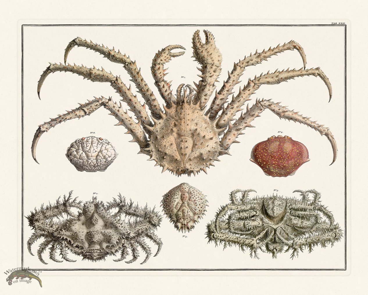 (image for) Seba B2 022 King Crab