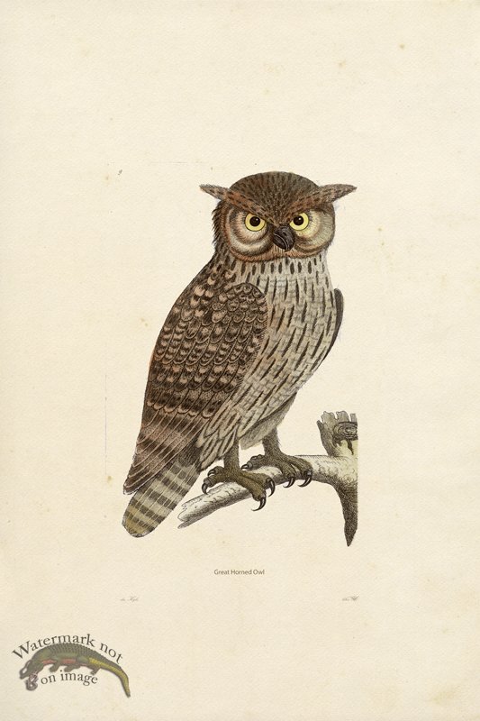 (image for) KO 09 Great Horned Owl