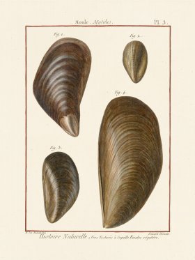 Diderot Shell 03