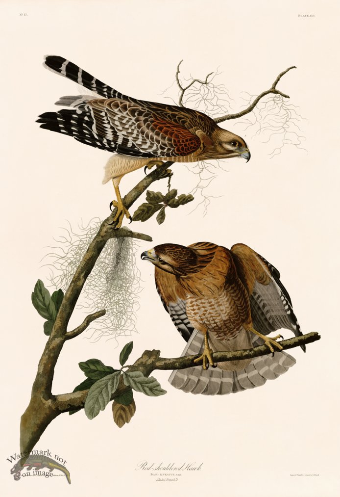 (image for) 056 Red-shouldered Hawk