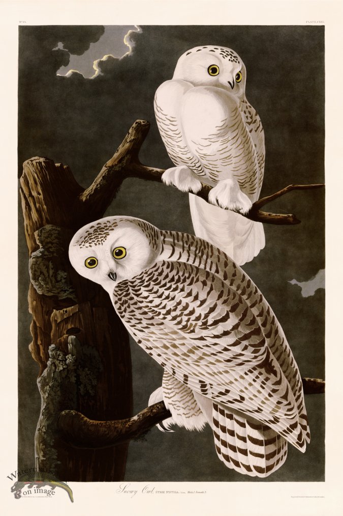 (image for) 121 Snowy Owl