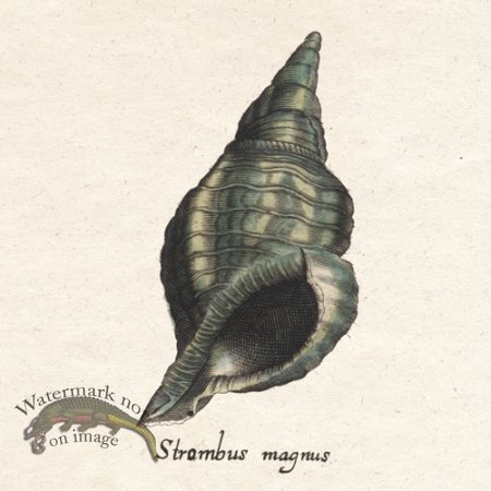 (image for) Merian Shell 12