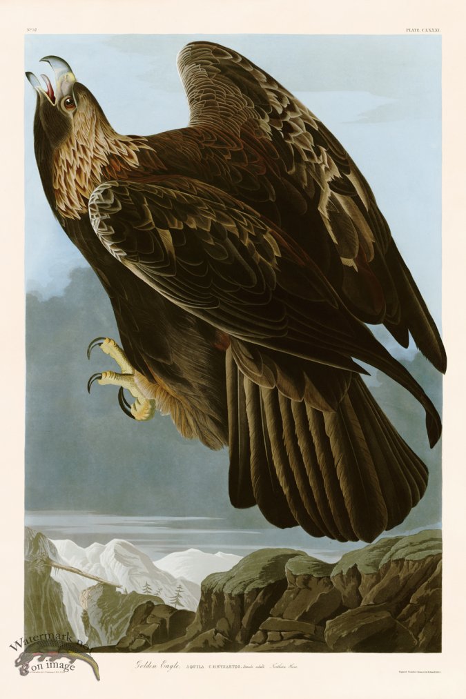 (image for) 181 Golden Eagle