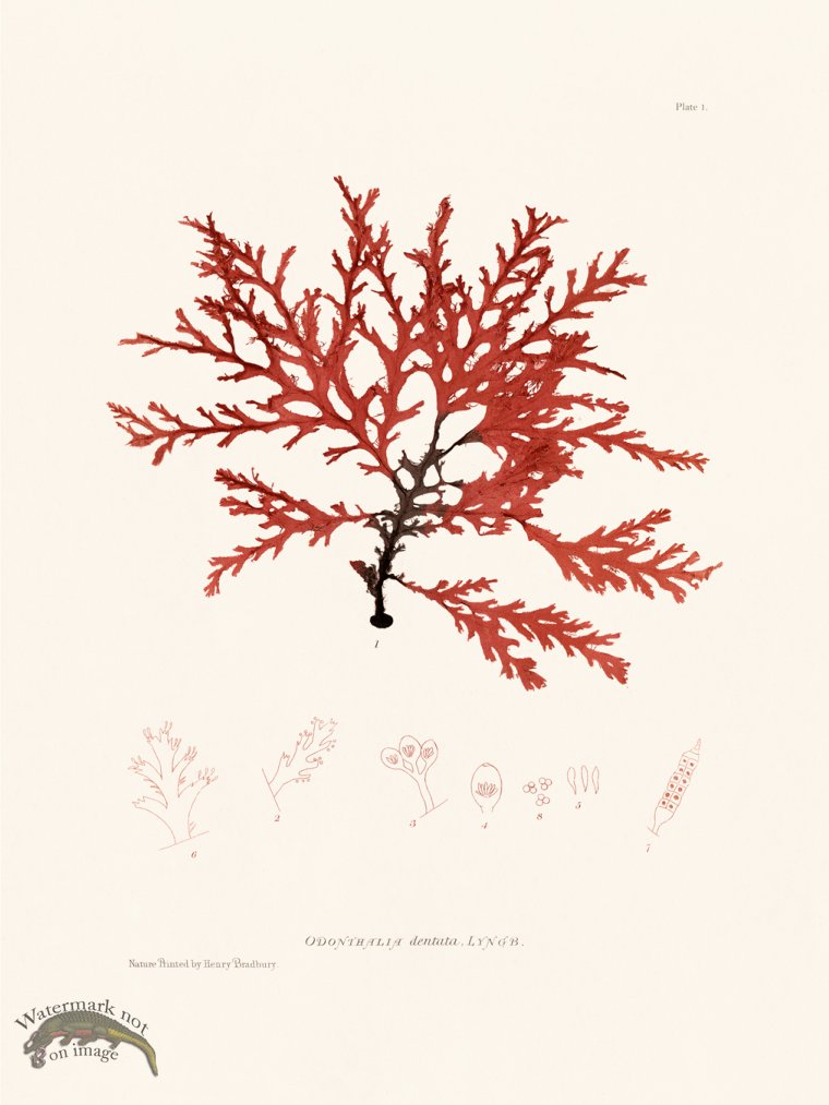 (image for) Bradbury Seaweed 001