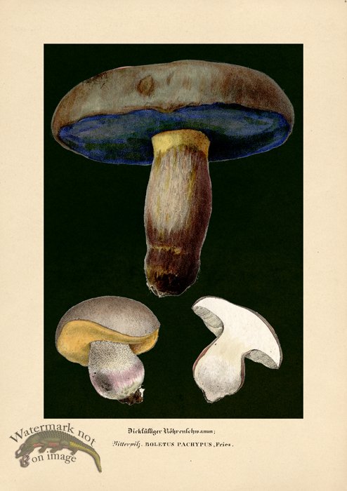 (image for) Beths Shrooms 05