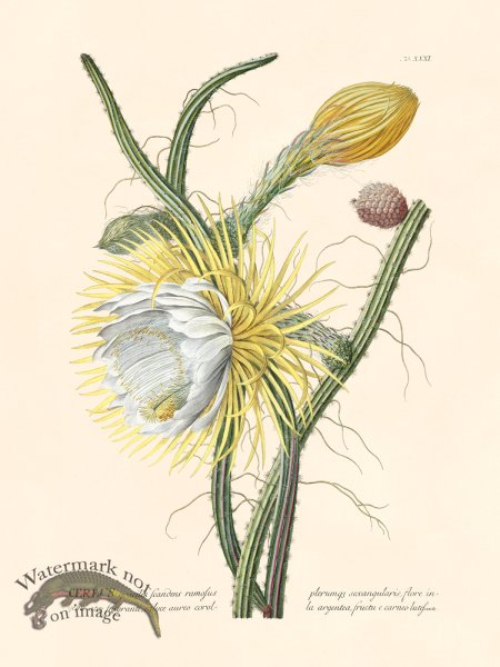 (image for) Trew Botanical 31