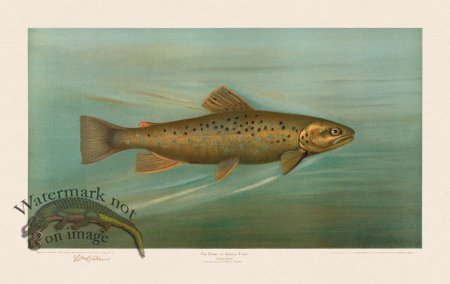 (image for) Brown Trout