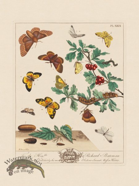 (image for) Moses Harris Insects 29